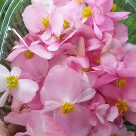 Пищевой цветок Бегонии, 25 шт.